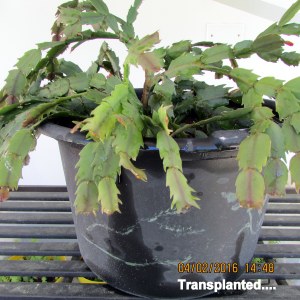 Christmas Cactus transplanted
