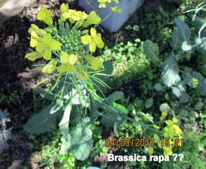 Brassica rapa maybe (flower)