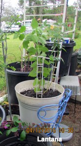 Transplanted pretty pink Lantana