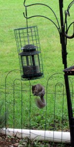 Squirrel and squirrel proof feeder