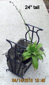 Twenty-four inches tall (1)