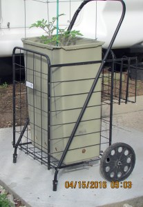 Tomato in shopping cart planter