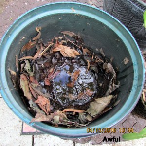 Awful mess in bottom of planter