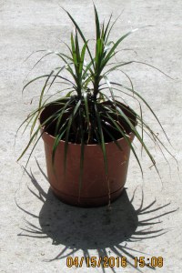 Dracaena plant