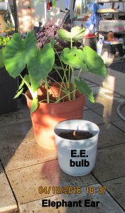 Elephant Ear plants