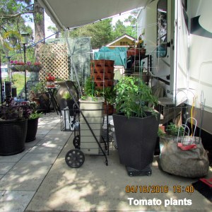 Tomato plants