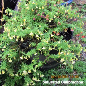 Saturated Calibrachoa
