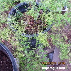 Just transplanted Asparagus Fern