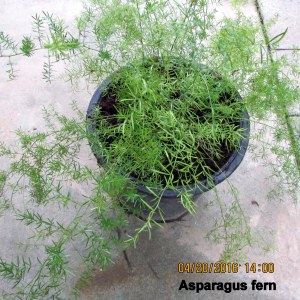 Formal photo of Asparagus Fern