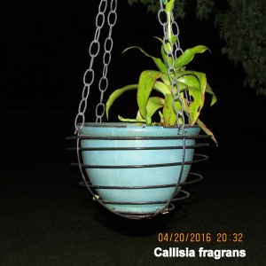 Callisia fragrans flash picture