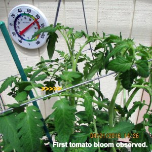 First tomato bloom