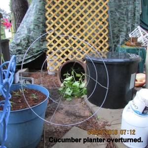 Toppled cucumber planter