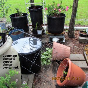 Toppled cucumber and pepper planters