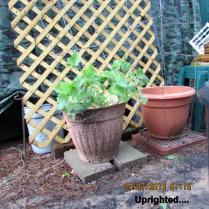Uprighted planters