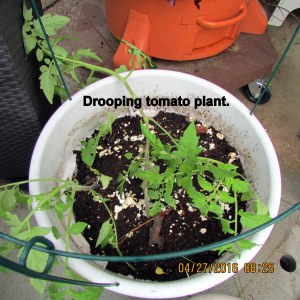 Drooping tomato plant