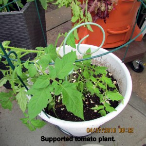 Supported tomato plant