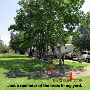 Just a reminder of my trees