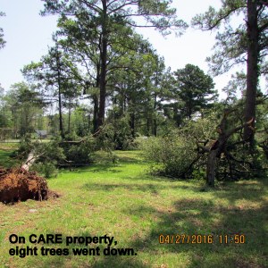 Eight trees went down