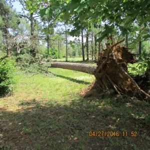 Tall tree horizontal