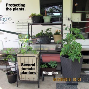 Protecting the plants