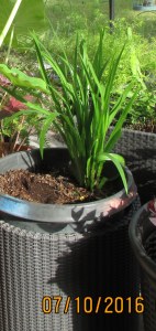 Walking Iris close up