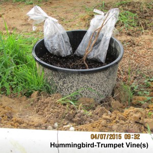 Preparing to plant Hummingbird-Trumpet vine
