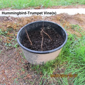 Hummingbird-Trumpet Vine in April 2015