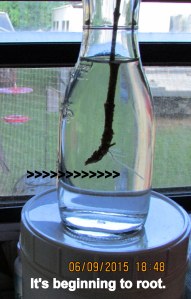 It's beginning to root