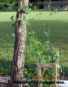 Hummingbird-Trumpet Vine in July 2015