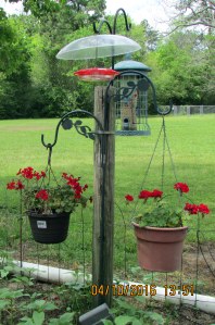 Feeder on the north side