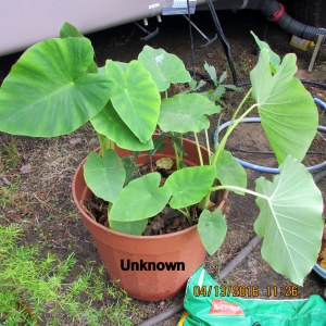 When I received the Elephant Ear