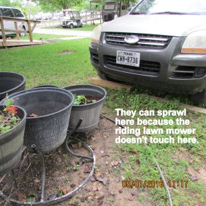 They can vine in front of my KIA