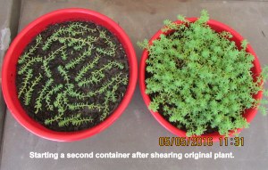 Starting second planter of Money Moss