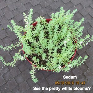 Sedum blooms