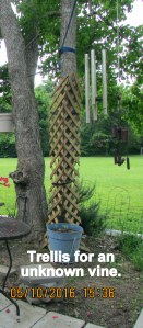 Trellis for an unknown vine