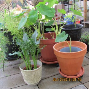 Planters with dollies back to original location