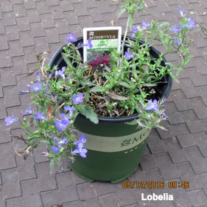 Lobelia