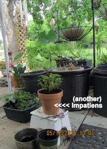 Another Impatiens
