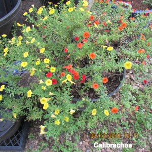Large planter with Calibrachoa