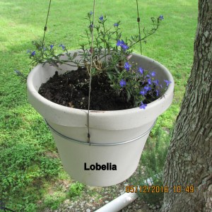 Lobelia in hanging planter