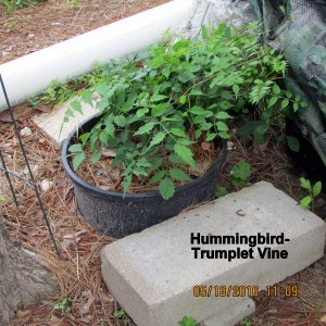 Hummingbird-Trumpet Vine May 2016