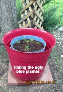 In a new red planter
