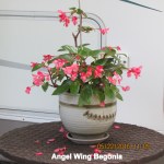 Angel Wing Begonia
