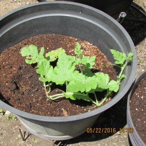 Looking good on May 22nd