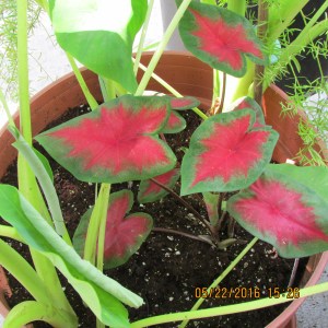 Color added, small plant