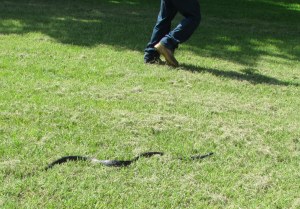 Snake at Elbert's feet