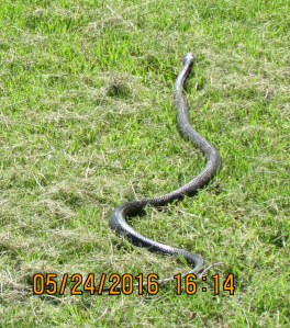 Snake in the grass