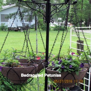 Bedraggled Petunias