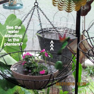 Water standing in the planters