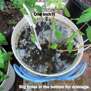 Water standing on top of Lantana planter